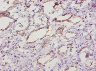 Immunohistochemistry of paraffin-embedded human kidney tissue using the antibody at dilution of 1:10Rabbit anti-Mus musculus (Mouse) Sod1 Polyclonal Antibody