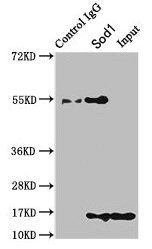 Immunoprecipitating Sod1 in HEK293 whole cell lysate  | Lane 1: Rabbit control IgG instead of Sod1 Antibody in HEK293 whole cell lysate. For western blotting, a HRP-conjugated Protein G antibody was used as the secondary antibody (1/2000)  | Lane 2: Sod1 Antibody (8µg) + HEK293 whole cell lysate (500µg)  | Lane 3: HEK293 whole cell lysate (10µg)Rabbit anti-Mus musculus (Mouse) Sod1 Polyclonal Antibody