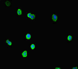 Immunofluorescent analysis of HepG2 cells using SOX14 Antibody at dilution of 1:100 and Alexa Fluor 488-congugated AffiniPure Goat Anti-Rabbit IgG(H+L)Rabbit anti-Human SOX14 Polyclonal Antibody