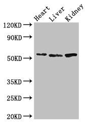 Western Blot | Positive WB detected in: Mouse heart tissue, Mouse liver tissue, Mouse kidney tissue | All lanes: SOX9 antibody at 3μg/ml | Secondary | Goat polyclonal to rabbit IgG at 1/50000 dilution | Predicted band size: 57 kDa | Observed band size: 57 kDaRabbit anti-Human SOX9 Polyclonal Antibody