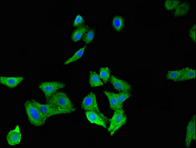 Immunofluorescent analysis of HepG2 cells using SPRR1A Antibody at dilution of 1:100 and Alexa Fluor 488-congugated AffiniPure Goat Anti-Rabbit IgG(H+L)Rabbit anti-Human SPRR1A Polyclonal Antibody