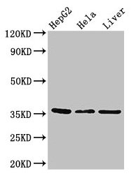 Western Blot  | Positive WB detected in: HepG2 whole cell lysate, Hela whole cell lysate, Mouse liver tissue  | All lanes: SPRY1 antibody at 2.7µg/ml  | Secondary  | Goat polyclonal to rabbit IgG at 1/50000 dilution  | Predicted band size: 36 kDa  | Observed band size: 36 kDaRabbit anti-Human SPRY1 Polyclonal Antibody