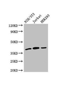 Western BlotPositive WB detected in: NIH/3T3 whole cell lysate, Jurkat whole cell lysate, HEK293 whole cell lysateAll lanes: SPRY2 antibody at 2.7µg/mlSecondaryGoat polyclonal to rabbit IgG at 1/50000 dilutionPredicted band size: 40 kDaObserved band size: 40 kDaRabbit anti-Human SPRY2 Polyclonal Antibody