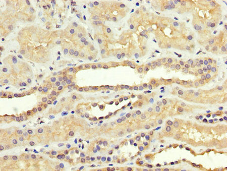 IHC image of SREBF1 Antibody diluted at 1:300 and staining in paraffin-embedded human kidney tissue performed on a Leica BondTM system. After dewaxing and hydration, antigen retrieval was mediated by high pressure in a citrate buffer (pH 6.0). Section was blocked with 10% normal goat serum 30min at RT. Then primary antibody (1% BSA) was incubated at 4°C overnight. The primary is detected by a biotinylated secondary antibody and visualized using an HRP conjugated SP system.Rabbit anti-Human SREBF1 Polyclonal Antibody