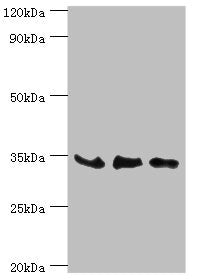 Western blot  | All lanes: SRM antibody at 8µg/ml  | Lane 1: PC-3 whole cell lysate  | Lane 2: Hela whole cell lysate  | Lane 3: HepG2 whole cell lysate  | Secondary  | Goat polyclonal to rabbit IgG at 1/10000 dilution  | Predicted band size: 34 kDa  | Observed band size: 34 kDaRabbit anti-Human SRM Polyclonal Antibody