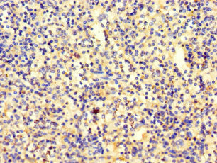 Immunohistochemistry of paraffin-embedded human spleen tissue using the antibody at dilution of 1:100Rabbit anti-Human SRP19 Polyclonal Antibody