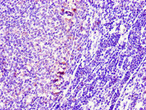 Immunohistochemistry of paraffin-embedded human lymph node tissue using the antibody at dilution of 1:100