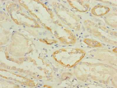 Immunohistochemistry of paraffin-embedded human kidney tissue using SUCNR1 Antibody at dilution of 1:100Rabbit anti-Human SUCNR1 Polyclonal Antibody
