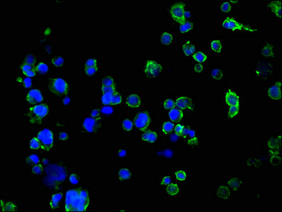 Immunofluorescence staining of 293 cells with SUSD5 Antibody at 1:100, counter-stained with DAPI. The cells were fixed in 4% formaldehyde, permeabilized using 0.2% Triton X-100 and blocked in 10% normal Goat Serum. The cells were then incubated with the antibody overnight at 4°C. The secondary antibody was Alexa Fluor 488-congugated AffiniPure Goat Anti-Rabbit IgG(H+L).Rabbit anti-Human SUSD5 Polyclonal Antibody