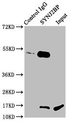 Immunoprecipitating SYNJ2BP in Rat kidney tissue  | Lane 1: Rabbit control IgG instead of the antibody in Rat kidney tissue. For western blotting, a HRP-conjugated light chain specific antibody was used as the secondary antibody (1/50000)  | Lane 2: the antibody (6µg) + Rat kidney tissue (500µg)  | Lane 3: Rat kidney tissue (20µg)Rabbit anti-Human SYNJ2BP Polyclonal Antibody
