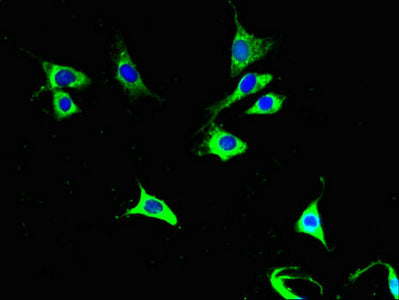 Immunofluorescent analysis of NIH/3T3 cells using COX6A1 Antibody at dilution of 1:100 and Alexa Fluor 488-congugated AffiniPure Goat Anti-Rabbit IgG(H+L)Rabbit anti-Human COX6A1 Polyclonal Antibody