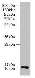 Western blot  | All lanes: COX6A1 antibody at 2µg/ml + EC109 whole cell lysate  | Secondary  | Goat polyclonal to rabbit IgG at 1/15000 dilution  | Predicted band size: 13 kDa  | Observed band size: 13 kDaRabbit anti-Human COX6A1 Polyclonal Antibody