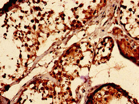 Immunocytochemistry analysis of human testis tissue using the antibody at dilution of 1:100Rabbit anti-Human TAZ Polyclonal Antibody