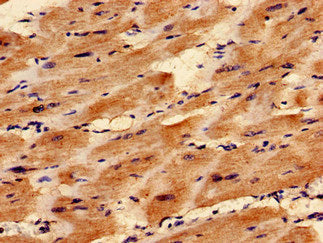 Immunocytochemistry analysis of human heart tissue using TAZ Antibody at dilution of 1:100Rabbit anti-Human TAZ Polyclonal Antibody