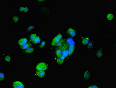 Immunofluorescent analysis of MCF-7 cells using FKBP1A Antibody at dilution of 1:100 and Alexa Fluor 488-congugated AffiniPure Goat Anti-Rabbit IgG(H+L)Rabbit anti-Human FKBP1A Polyclonal Antibody
