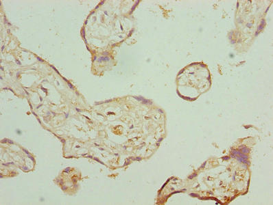 Immunohistochemistry of paraffin-embedded human placenta tissue using FKBP1A Antibody at dilution of 1:100Rabbit anti-Human FKBP1A Polyclonal Antibody