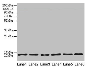 Western blot  | All lanes: TCTA antibody at 1.6µg/ml  | Lane 1: Mouse liver tissue  | Lane 2: Mouse gonadal tissue  | Lane 3: Mouse muscle tissue  | Lane 4: HL60 whole cell lysate  | Lane 5: U251 whole cell lysate  | Lane 6: MCF-7 whole cell lysate  | Secondary  | Goat polyclonal to rabbit IgG at 1/10000 dilution  | Predicted band size: 12 kDa  | Observed band size: 12 kDaRabbit anti-Human TCTA Polyclonal Antibody
