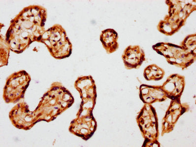 IHC image of TEAD1 Antibody diluted at 1:441 and staining in paraffin-embedded human placenta tissue performed on a Leica BondTM system. After dewaxing and hydration, antigen retrieval was mediated by high pressure in a citrate buffer (pH 6.0). Section was blocked with 10% normal goat serum 30min at RT. Then primary antibody (1% BSA) was incubated at 4°C overnight. The primary is detected by a biotinylated secondary antibody and visualized using an HRP conjugated SP system.Rabbit anti-Human TEAD1 Polyclonal Antibody