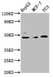 Western Blot  | Positive WB detected in: HepG2 whole cell lysate, MCF-7 whole cell lysate, PC-3 whole cell lysate  | All lanes: TEAD1 antibody at 3.6µg/ml  | Secondary  | Goat polyclonal to rabbit IgG at 1/50000 dilution  | Predicted band size: 48 kDa  | Observed band size: 48 kDaRabbit anti-Human TEAD1 Polyclonal Antibody