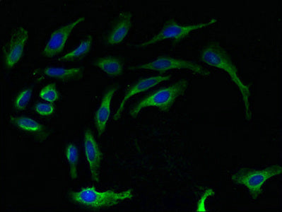 Immunofluorescent analysis of Hela cells using RPL27 Antibody at dilution of 1:100 and Alexa Fluor 488-congugated AffiniPure Goat Anti-Rabbit IgG(H+L)Rabbit anti-Human RPL27 Polyclonal Antibody
