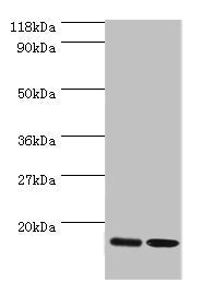 Western blot  | All lanes: RPL27 antibody at 2µg/ml  | Lane 1: EC109 whole cell lysate  | Lane 2: 293T whole cell lysate  | Secondary  | Goat polyclonal to rabbit IgG at 1/15000 dilution  | Predicted band size: 16 kDa  | Observed band size: 16 kDaRabbit anti-Human RPL27 Polyclonal Antibody