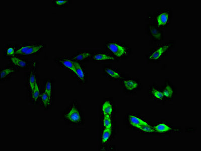 Immunofluorescent analysis of Hela cells using TLR3 Antibody at dilution of 1:100 and Alexa Fluor 488-congugated AffiniPure Goat Anti-Rabbit IgG(H+L)Rabbit anti-Human TLR3 Polyclonal Antibody