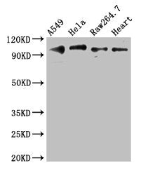 Western Blot | Positive WB detected in: A549 whole cell lysate, Hela whole cell lysate, RAW264.7 whole cell lysate, Mouse heart tissue | All lanes: TLR5 antibody at 3μg/ml | Secondary | Goat polyclonal to rabbit IgG at 1/50000 dilution | Predicted band size: 98 kDa | Observed band size: 98 kDaRabbit anti-Human TLR5 Polyclonal Antibody