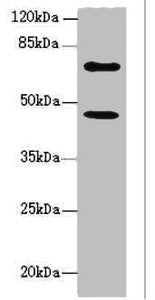 Western blot | All lanes: TM9SF1 antibody at 6.93μg/ml + U251 whole cell lysate | Secondary | Goat polyclonal to rabbit IgG at 1/10000 dilution | Predicted band size: 69, 56 kDa | Observed band size: 69, 46 kDaRabbit anti-Human TM9SF1 Polyclonal Antibody