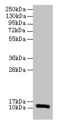 Western blot  | All lanes: RPLP1 antibody at 2µg/ml  | Lane 1: EC109 whole cell lysate  | Lane 2: 293T whole cell lysate  | Secondary  | Goat polyclonal to rabbit IgG at 1/15000 dilution  | Predicted band size: 12, 9 kDa  | Observed band size: 12 kDaRabbit anti-Human RPLP1 Polyclonal Antibody