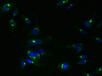 Immunofluorescent analysis of Hela cells using TMEM115 Antibody at dilution of 1:100 and Alexa Fluor 488-congugated AffiniPure Goat Anti-Rabbit IgG(H+L)Rabbit anti-Human TMEM115 Polyclonal Antibody