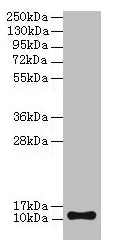 Western blot  | All lanes: TMEM141 antibody at 2µg/ml + Hela whole cell lysate  | Secondary  | Goat polyclonal to rabbit IgG at 1/10000 dilution  | Predicted band size: 12 kDa  | Observed band size: 12 kDaRabbit anti-Human TMEM141 Polyclonal Antibody