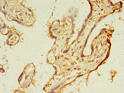 Immunohistochemistry of paraffin-embedded human placenta tissue using TMEM165 Antibody at dilution of 1:100Rabbit anti-Human TMEM165 Polyclonal Antibody