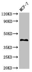 Western Blot  | Positive WB detected in: MCF-7 whole cell lysate  | All lanes: TMEM173 antibody at 2.7µg/ml  | Secondary  | Goat polyclonal to rabbit IgG at 1/50000 dilution  | Predicted band size: 43 kDa  | Observed band size: 43 kDaRabbit anti-Human TMEM173 Polyclonal Antibody