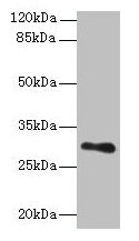 Western blot  | All lanes: TMEM176B antibody at 8µg/ml + Human placenta tissue  | Secondary  | Goat polyclonal to rabbit IgG at 1/10000 dilution  | Predicted band size: 30, 26 kDa  | Observed band size: 30 kDaRabbit anti-Human TMEM176B Polyclonal Antibody