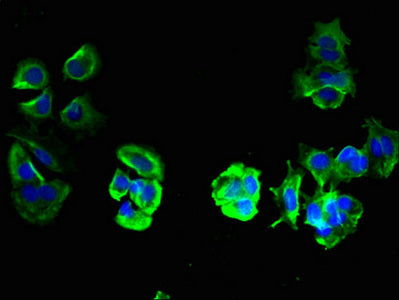 Immunofluorescent analysis of MCF-7 cells using TMEM209 Antibody at dilution of 1:100 and Alexa Fluor 488-congugated AffiniPure Goat Anti-Rabbit IgG(H+L)Rabbit anti-Human TMEM209 Polyclonal Antibody