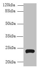 Western blot  | All lanes: TMEM222 antibody at 4µg/ml + HepG2 whole cell lysate  | Secondary  | Goat polyclonal to rabbit IgG at 1/10000 dilution  | Predicted band size: 24, 13 kDa  | Observed band size: 24 kDaRabbit anti-Human TMEM222 Polyclonal Antibody