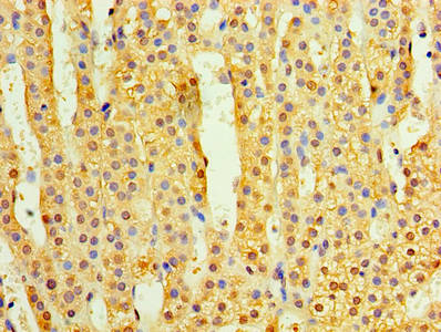 Immunohistochemistry of paraffin-embedded human adrenal gland tissue using TMEM44 Antibody at dilution of 1:100Rabbit anti-Human TMEM44 Polyclonal Antibody