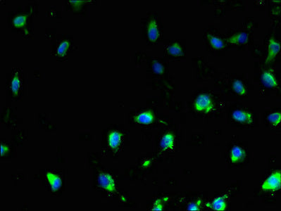 Immunofluorescent analysis of U251 cells using the antibody at dilution of 1:100 and Alexa Fluor 488-congugated AffiniPure Goat Anti-Rabbit IgG(H+L)Rabbit anti-Human TMEM47 Polyclonal Antibody