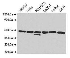 Western Blot  | Positive WB detected in: HepG2 whole cell lysate, Hela whole cell lysate, NIH/3T3 whole cell lysate, MCF-7 whole cell lysate, Jurkat whole cell lysate, A431 whole cell lysate  | All lanes: ENO1 antibody at 2.5µg/ml  | Secondary  | Goat polyclonal to rabbit IgG at 1/10000 dilution  | Predicted band size: 48, 37 kDa  | Observed band size: 48 kDaRabbit anti-Human ENO1 Polyclonal Antibody