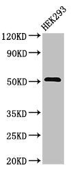 Western Blot | Positive WB detected in: HEK293 whole cell lysate | All lanes: TNFRSF10A antibody at 3.2μg/ml | Secondary | Goat polyclonal to rabbit IgG at 1/50000 dilution | Predicted band size: 51 kDa | Observed band size: 51 kDaRabbit anti-Human TNFRSF10A Polyclonal Antibody