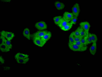 Immunofluorescence staining of HepG2 cells with TNFRSF18 Antibody at 1:166, counter-stained with DAPI. The cells were fixed in 4% formaldehyde, permeabilized using 0.2% Triton X-100 and blocked in 10% normal Goat Serum. The cells were then incubated with the antibody overnight at 4°C. The secondary antibody was Alexa Fluor 488-congugated AffiniPure Goat Anti-Rabbit IgG(H+L).Rabbit anti-Human TNFRSF18 Polyclonal Antibody