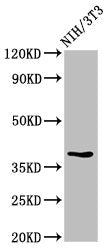 Western Blot | Positive WB detected in: NIH/3T3 whole cell lysate | All lanes: TOB1 antibody at 2.7μg/ml | Secondary | Goat polyclonal to rabbit IgG at 1/50000 dilution | Predicted band size: 39 kDa | Observed band size: 39 kDaRabbit anti-Human TOB1 Polyclonal Antibody
