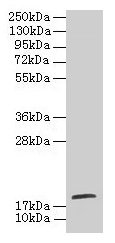 Western blot  | All lanes: TPPP2 antibody at 8µg/ml + HepG2 whole cell lysate  | Secondary  | Goat polyclonal to rabbit IgG at 1/10000 dilution  | Predicted band size: 19 kDa  | Observed band size: 19 kDaRabbit anti-Human TPPP2 Polyclonal Antibody