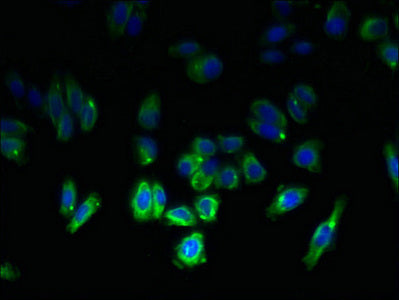 Immunofluorescent analysis of HepG2 cells using TSPAN6 Antibody at dilution of 1:100 and Alexa Fluor 488-congugated AffiniPure Goat Anti-Rabbit IgG(H+L)