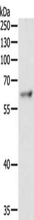 Gel: 10%SDS-PAGE, Lysate: 40 μg, Lane: Jurkat cells, Primary antibody: TRAF3IP2 Antibody(TRAF3IP2 Antibody) at dilution 1/400, Secondary antibody: Goat anti rabbit IgG at 1/8000 dilution, Exposure time: 20 secondsRabbit anti-Human TRAF3IP2 Polyclonal Antibody