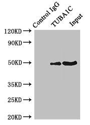 Immunoprecipitating TUBA1C in K562 whole cell lysate  | Lane 1: Rabbit control IgG instead of TUBA1C Antibody in K562 whole cell lysate. For western blotting, a HRP-conjugated Protein G antibody was used as the secondary antibody (1/50000)  | Lane 2: TUBA1C Antibody (4µg) + K562 whole cell lysate (500µg)  | Lane 3: K562 whole cell lysate (20µg)Rabbit anti-Human TUBA1C Polyclonal Antibody
