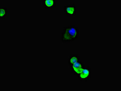 Immunofluorescent analysis of MCF-7 cells using TUBB4A Antibody at dilution of 1:100 and Alexa Fluor 488-congugated AffiniPure Goat Anti-Rabbit IgG(H+L)Rabbit anti-Human TUBB4A Polyclonal Antibody