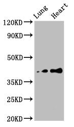 Western Blot | Positive WB detected in: Rat lung tissue, Rat heart tissue | All lanes: TUSC3 antibody at 4.7μg/ml | Secondary | Goat polyclonal to rabbit IgG at 1/50000 dilution | Predicted band size: 40 kDa | Observed band size: 40 kDaRabbit anti-Human TUSC3 Polyclonal Antibody