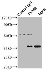 Immunoprecipitating TYMS in Hela whole cell lysate  | Lane 1: Rabbit control IgG instead of TYMS Antibody in Hela whole cell lysate. For western blotting, a HRP-conjugated Protein G antibody was used as the secondary antibody (1/2000)  | Lane 2: TYMS Antibody (8µg) + Hela whole cell lysate (500µg)  | Lane 3: Hela whole cell lysate (10µg)Rabbit anti-Human TYMS Polyclonal Antibody
