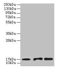 Western blot  | All lanes: UBE2D1 antibody at 2µg/ml  | Lane 1: Mouse thymus tissue  | Lane 2: NIH/3T3 whole cell lysate  | Lane 3: Jurkat whole cell lysate  | Secondary  | Goat polyclonal to rabbit IgG at 1/10000 dilution  | Predicted band size: 17 kDa  | Observed band size: 17 kDaRabbit anti-Human UBE2D1 Polyclonal Antibody